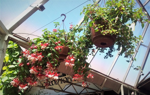 kwiaty na balkon cieniolubne